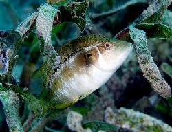 Seagrass dwarf wrasse taken at Naklet El Tal, Nabq Park w... by Nikki Van Veelen 